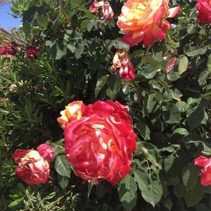 Meet your Posher, Avaya